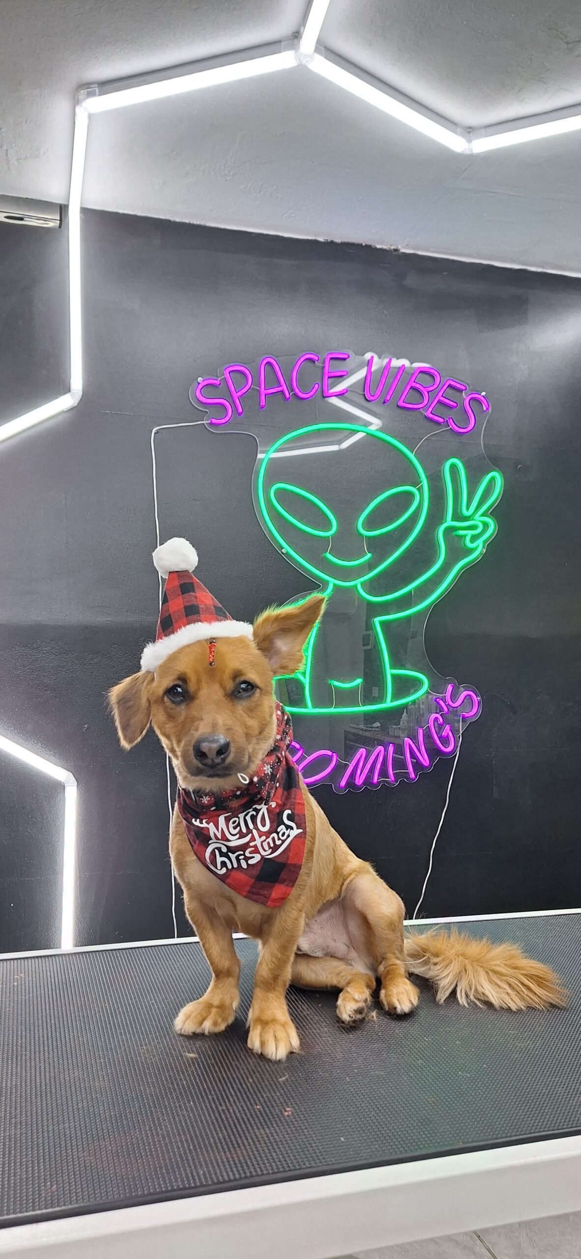 Space Vibes Groomings