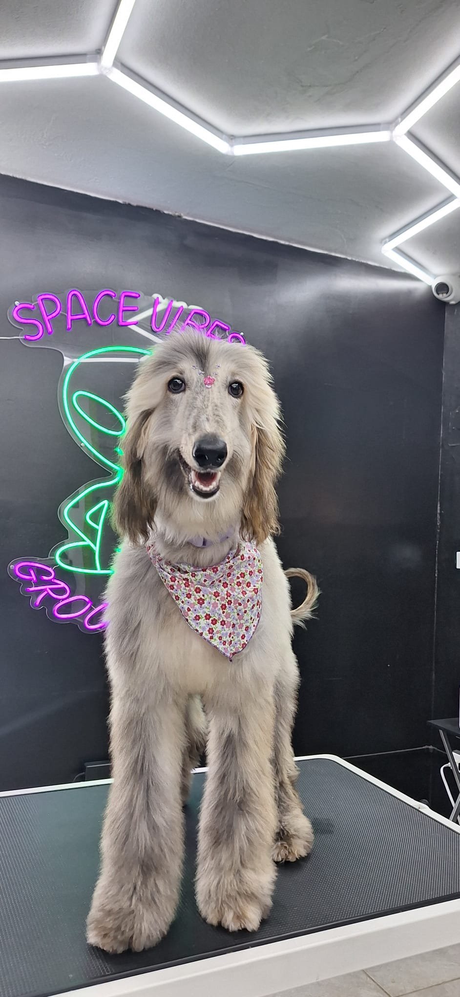 Space Vibes Groomings