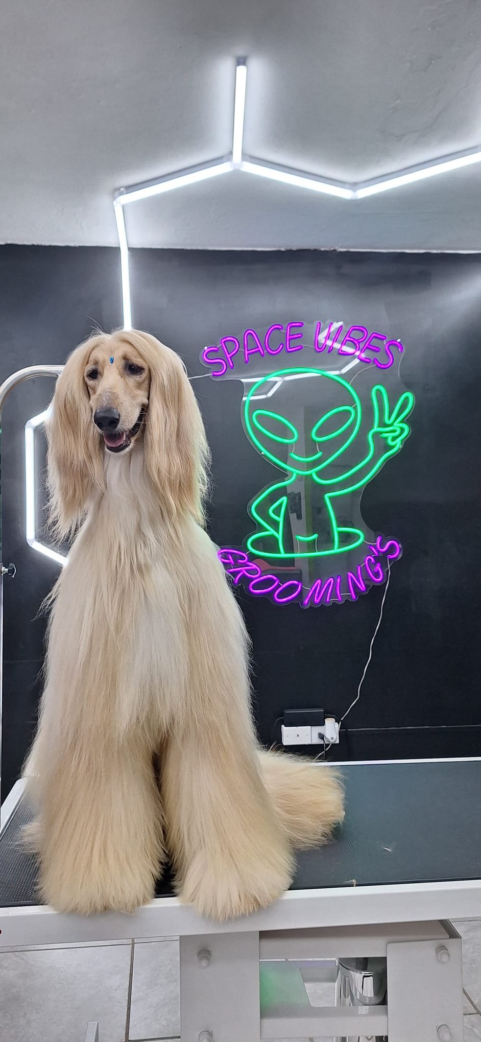 Space Vibes Groomings